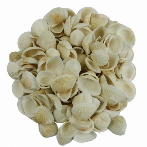 Deko Muscheln 340g echt sortiert weiss-creme Muschelschalen Dekomuscheln - 2