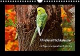 Wellensittichkalender mit Tipps zur artgerechten Ernährung (Wandkalender 2016 DIN A4 quer): Dieser außergewöhnliche Wellensittichkalender wurde prall ... (Monatskalender, 14 Seiten) (CALVENDO Tiere) by
