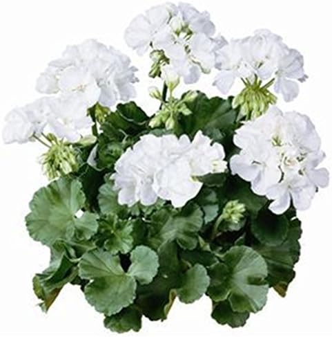 Vastravel Geranium White Perennial Flower 5 Pelleted Seeds