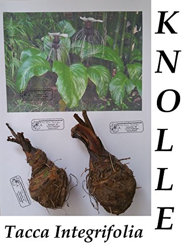 1x Wurzel Knolle Tacca Integrifolia Fledermaus Pflanze Garten Frisch original Frisch - 2