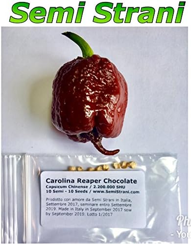 10 Pure Seeds Of Carolina Reaper Chocolate, Very Rare Chocolate Variant Of The Worlds Hottest Chili Pepper With 2,200,000 Shu, Made In Italy Harvest 2017