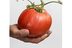 LEGUTKO Semillas de tomate Lycopersicon lycopersicum