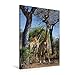 Produktbild Calvendo Premium Textil-Leinwand 60 cm x 90 cm hoch, Giraffen im Krüger NP | Wandbild, Bild auf Keilrahmen, Fertigbild auf Echter Leinwand, Leinwanddruck Natur Natur