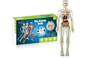 BQSHX 3d Human Body Torso Model for Kid Learning, Human Skeleton Model for Anatomy, Detachable Mini Human Skeleton Model,Scientific Model for Study Basic Details of Human Skeletal System (01)