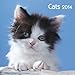 Cats 2014. Broschürenkalender by