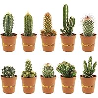 Desertworld Mini Kakteen Set - 10 Stück - Topfgröße Ø 6 cm - Pflanzenhöhe 8-15 cm