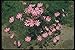 Produktbild 132020 Garden Cosmos (Cosmos Bipinnatus) A4 Photo Poster Print 10x8