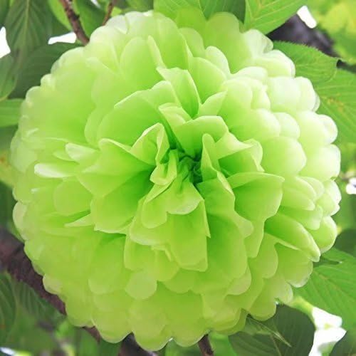 dreammadestudioSet of 5pc Tissue Paper Pompoms Hanging Flower Balls Wedding Party Bridal Shower Nursery Decoration (10Inch)