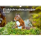 Eichhörnchenzauber DIN A3 Kalender 2020 Eichhörnchen - Seelenzauber by 