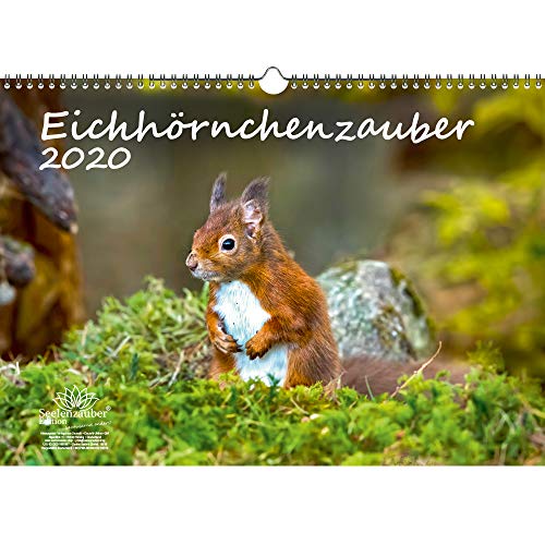 Eichhörnchenzauber DIN A3 Kalender 2020 Eichhörnchen - Seelenzauber