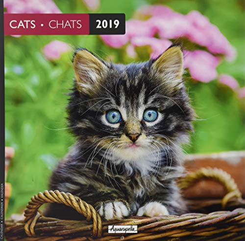 Download Aquarupella 2019 Cats: 30 x 30 cm Bildkalender Download Aquarupella 2019 Cats: 30 x 30 cm Bildkalender