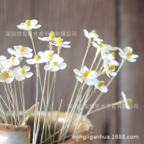 HUAYIFANG Home Art, Flower Garden, Small Fresh Home Art, Butterfly Orchid, Natural Dried Flower, Violet,Violet Violet