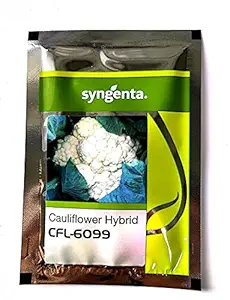 Syngenta CFl-6099 Hybrid Cauliflower Seeds 2000SD - Gobhi