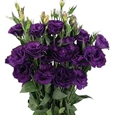 megcito Lisianthus (Tulip Rose) Advantage Series - MOR (5 Seeds)