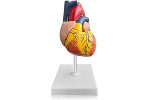 Nizirioo Modèle de Coeur Anatomie: 1:1 Taille Réelle Modèle de Cœur Humain, Amovible Modèle Anatomique en Forme de Cœur pour L'enseignement Médical Scolaire Modèle D’anatomie (11 * 11 * 12CM)
