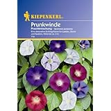 Ipomoea purpurea Prunkwinde Prachtmischung