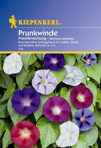 Ipomoea purpurea Prunkwinde Prachtmischung