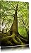 Produktbild Riesiger Baum im Dschungel Format: 100x70 auf Leinwand, XXL riesige Bilder fertig gerahmt mit Keilrahmen, Kunstdruck auf Wandbild mit Rahmen, günstiger als Gemälde oder Ölbild, kein Poster oder Plakat
