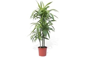 Verdecora Dracena Lemon Lime | Dracena limon | Planta natural de interior (altura total aproximada 75-80cm)