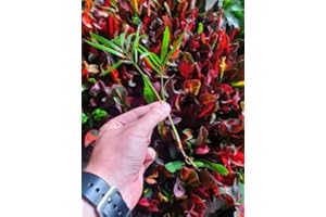 PARTY IN MY PLANTS Parlour Palm Rooted Cutting House Plant Chamaedorea Elegans Unpotted Healthy Air Purifying