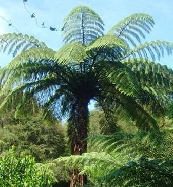 Cyathea medullaris - black tree fern - 10 seeds