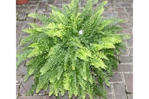 BRYNCIR GARDEN CENTRE - Boston Fern- Nephrolepsis- Attractive Indoor Plant- Approx. 35cm Tall.
