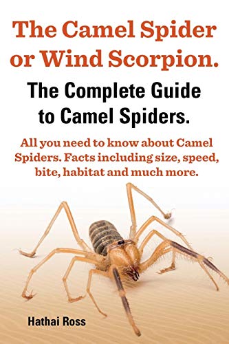 The Camel Spider or Wind Scorpion. the Complete Guide to Camel Spiders. All You Need to Know about C The Camel Spider or Wind Scorpion. the Complete Guide to Camel Spiders. All You Need to Know about C