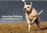 American Bulldog - alles Andere ist nur ein Hund (Wandkalender 2019 DIN A4 quer): Mit dem American Bulldog durchs Jahr. (Monatskalender, 14 Seiten ) (CALVENDO Tiere) by 