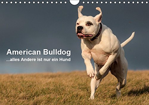 American Bulldog - alles Andere ist nur ein Hund (Wandkalender 2019 DIN A4 quer): Mit dem American Bulldog durchs Jahr. (Monatskalender, 14 Seiten ) (CALVENDO Tiere)