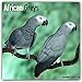 African Greys - Graupapageien 2018: Original Avonside-Kalender [Mehrsprachig] [Kalender] (Wall-Kalender) by 