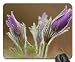 Produktbild pulsatilla Mouse Pad, Mousepad (Flowers Mouse Pad)