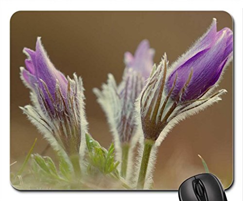 Preisvergleich Produktbild pulsatilla Mouse Pad, Mousepad (Flowers Mouse Pad)