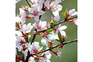 ARBORIX, GRÜNER UND BILLIGER! Prunus Tomentosa - Koreakirsche, Filzkirsche 25-30 cm Pflanzcontainer