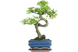 GENERIC The Bonsai Plants - Real Live Chinese Elm Bonsai Indoor/Outdoor Tree S Trunk - 15 cm Blue Pot - Home Office Decor Gift