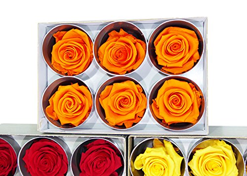 6 Echte, konservierte Rosenköpfe; Farbe rot, dazu 25 gr. Konserviertes Moos - 4