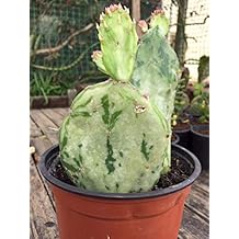 Gxdchfj Opuntia Cactus Isolated On White Background 304 Stainless Steel Flask 7oz Utensilios de bar Artículos y equipo de servicio para la restauración