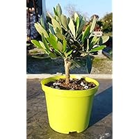 Olivenbaum - Olea Europea Stämmchen 20 cm Formgehölz