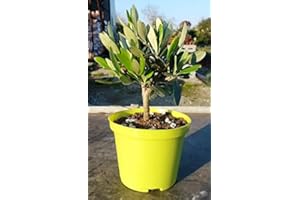 BLUMEN-SENF Olivenbaum Olea Europea Stämmchen 20 cm – Formgehölz für Garten, Terrasse & Balkon – Pflegeleicht, Winterhart & Dekorativ