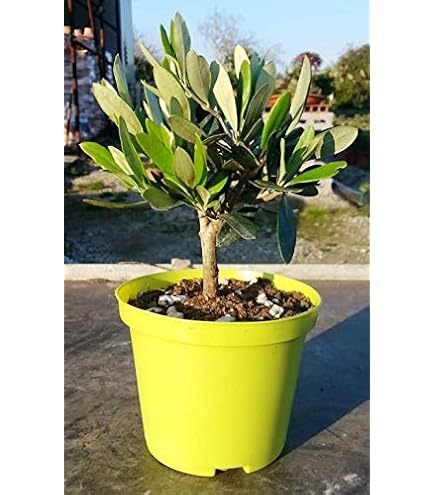 olivenbaum stamm Olivenbaum auf Stamm kaufen | Olea europaea main image 0