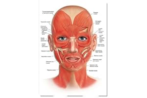 RIMURA The Body Facial Anatomy Muscle Vessels Detailed Canvas Painting Human Structure Skeleton Education Poster Medical Decoracion (Color : 20, Size : 30X45cmUnframed)