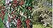 Produktbild Portal Cool 1200: Crataegus Monogyna Singleseed Hawthorn, Oneseed Hawthorn, Europäische Hawthorn Seed