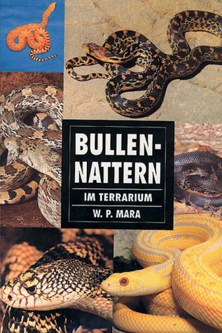 Download Bullennattern im Terrarium Download Bullennattern im Terrarium