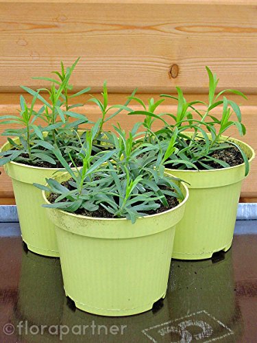 Französischer Estragon Artemisia dracunculus Kräuter Pflanze 1stk
