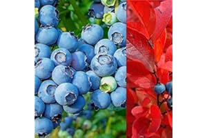 CARBETH PLANTS 2 x Blueberry Bush 'Chandler' Plants in 9cm Pots - Reliable and Heavy Cropping - Vaccinium Plants