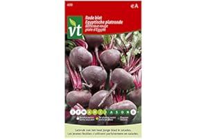 Betterave rouge Plate d'Égypte Graines