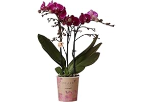 DECOALIVE Orquídea Mariposa Flores de Interior Naturales y con Encanto Perfectas para la Decoración del Hogar