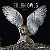 Eulen 2020 - Owls - Wandkalender - Broschürenkalender (30 x 60 geöffnet) - Tierkalender - Wandplaner by