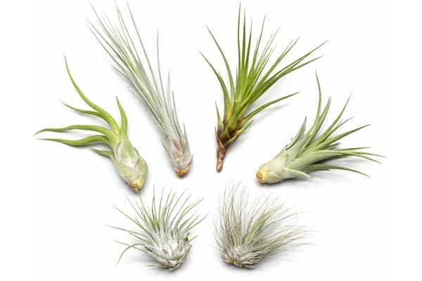 Tillandsien 5-pack 1 extra tillandsia, bromelia-växt