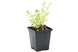 Myosotis Palustris – Myosotis des marais – Rustique – Zone 1/2 – ⌀9cm - 15-25 cm