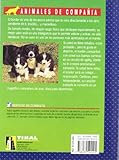 Image de Border Collie